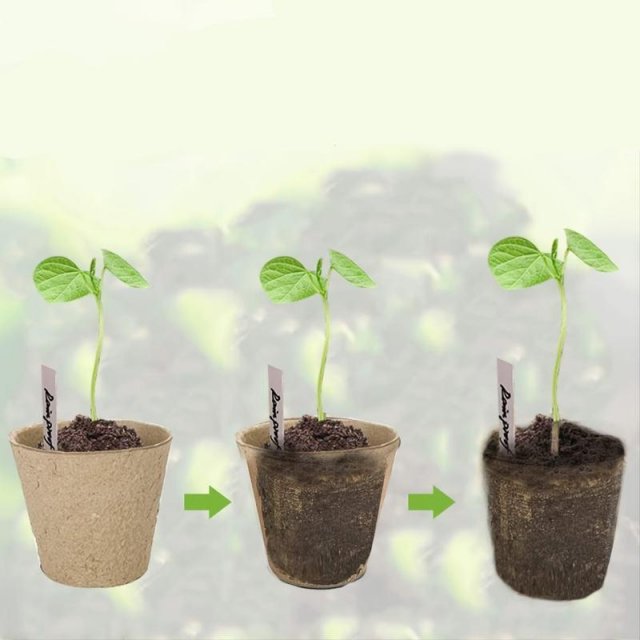 Biodegradable Paper Nursery Pots and Plant Labels Set - Image 5