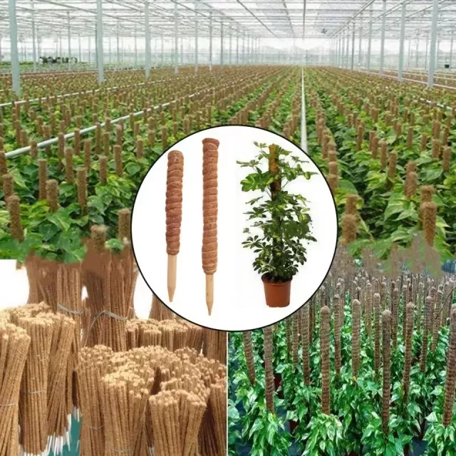 Indoor Garden with the Coir Moss Stick - Image 3