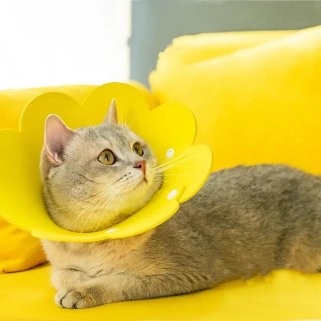 Yellow Flower Shaped Pet Protective Anti-Bite Lick Neck Collar - Image 4