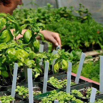 Seed Starter Tray with Transparent Cover for Plant Growth