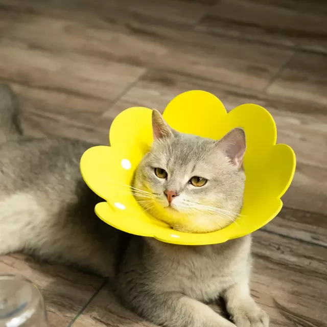 Yellow Flower Shaped Pet Protective Anti-Bite Lick Neck Collar - Image 3