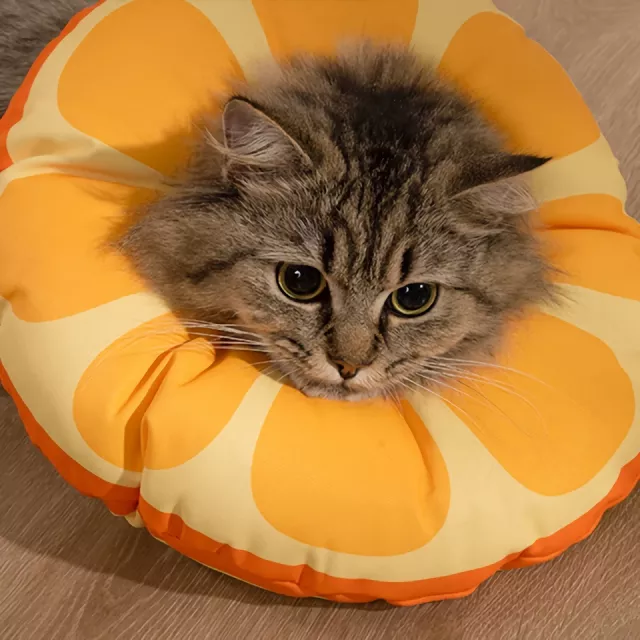 Orange Fruit Shaped Protective Neck Collar for Cats - Image 5