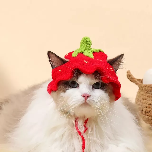 Cute Knitted Hat for Cats - Image 3