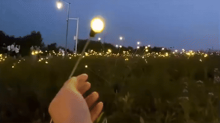 fireflies2