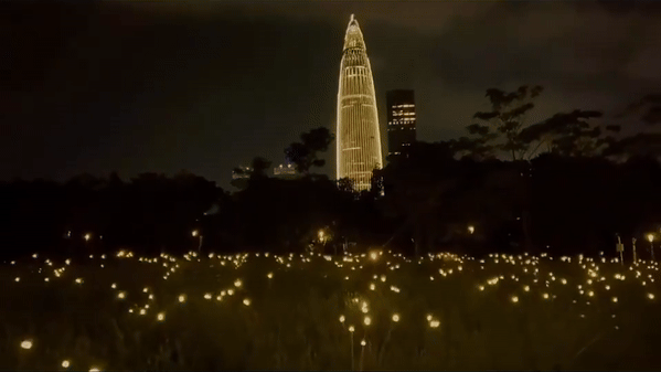 fireflies
