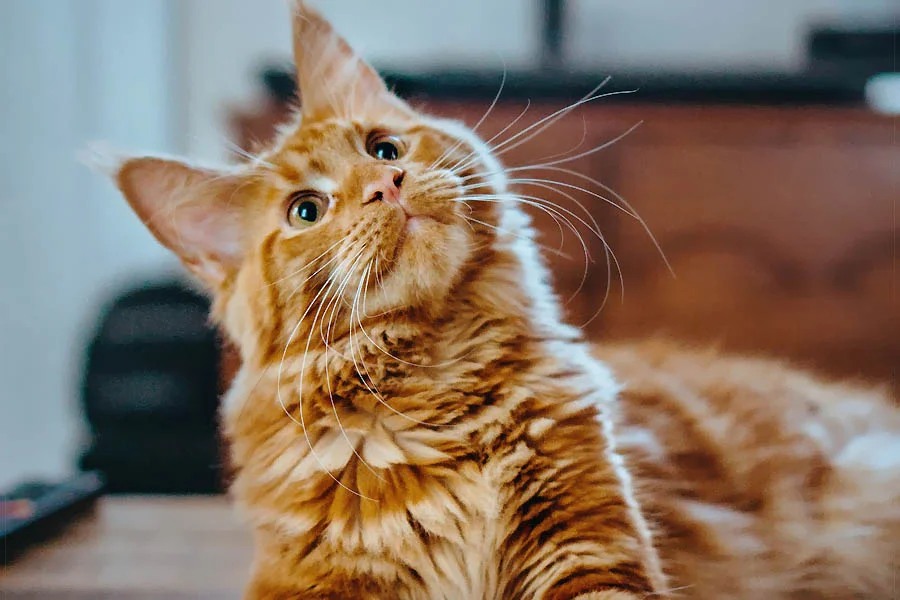 interactive cat ball