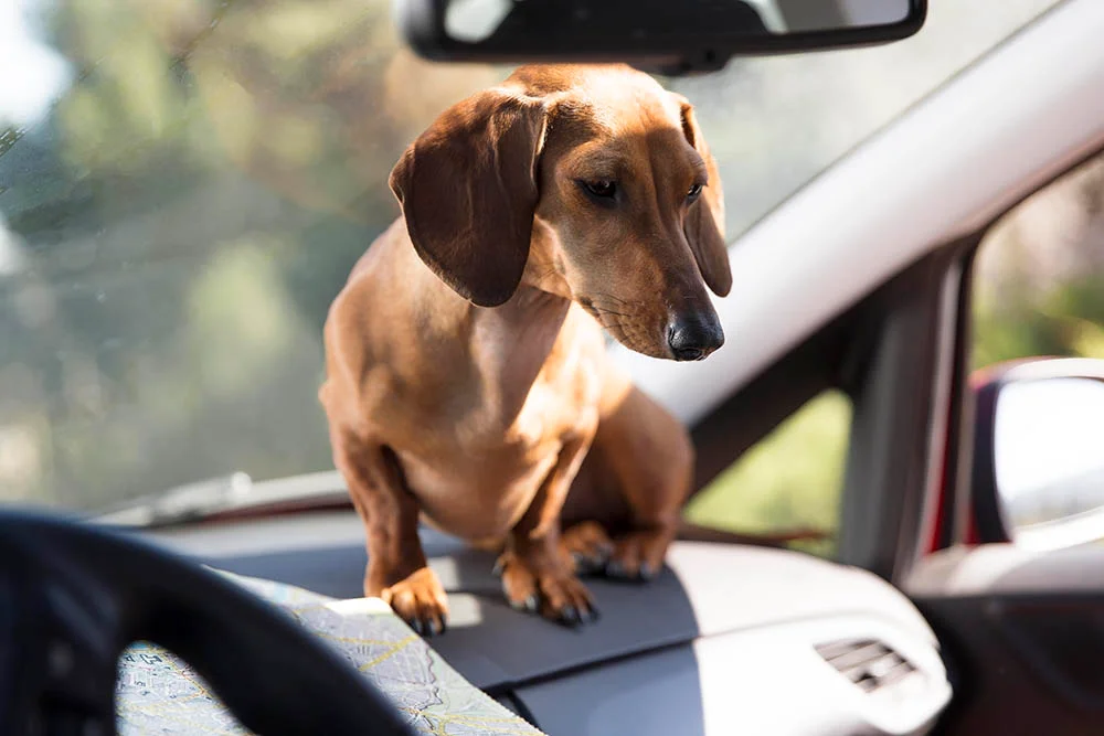 Dog Carrier Car Seat