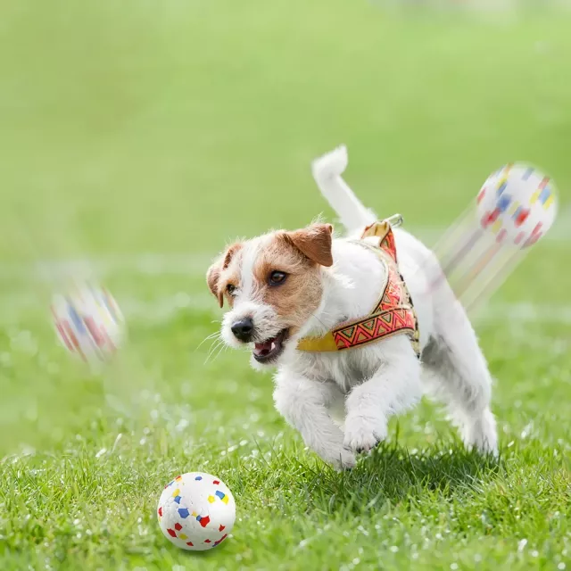 High Elastic Bite-Resistant Dog Teeth Cleaning Toy
