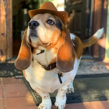 Universal Cowboy Hat & Bandana Set for Small Dogs & Cats – Perfect Photo Prop for Halloween, Christmas, Street Parties