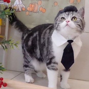 Funny Cat Gentleman's Hat and Tie Costume for Halloween