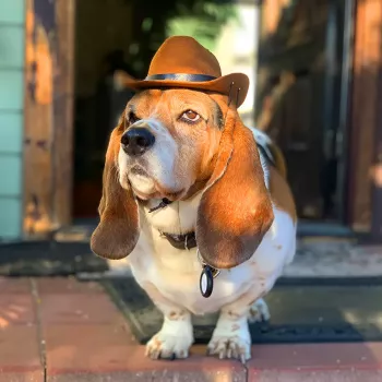 Universal Cowboy Hat & Bandana Set for Small Dogs & Cats – Perfect Photo Prop for Halloween, Christmas, Street Parties
