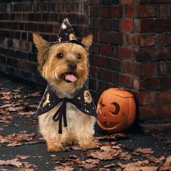 Vampire Cloak and Wizard Hat for Cats and Dogs