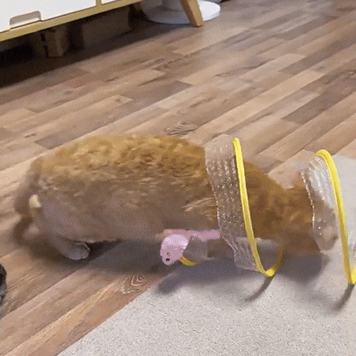 Collapsible Cat Tunnel2