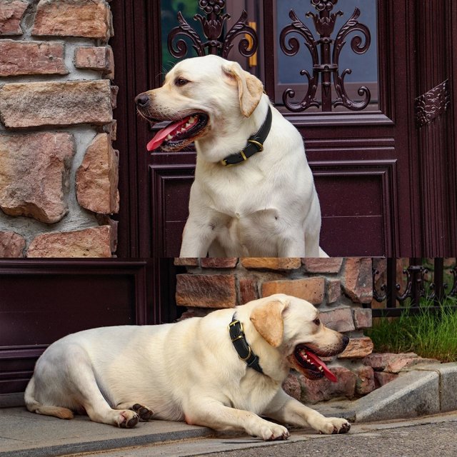 Adjustable Real Leather Dog Collar for Medium to Large Dogs - Image 4