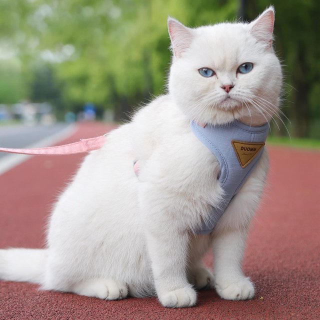 Soft Mesh Cat and Dog Vest Harness with Leash Set - Image 6