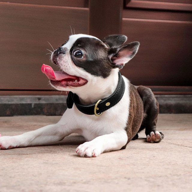 Adjustable Real Leather Dog Collar for Medium to Large Dogs - Image 3