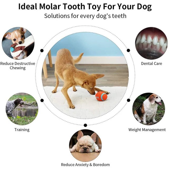 Bite-Resistant Squeaky Chew Toy for Dogs - Image 3