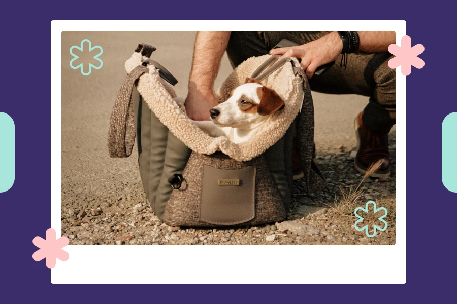 best dog carrier purse