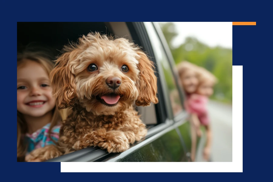 dog hammock for the car