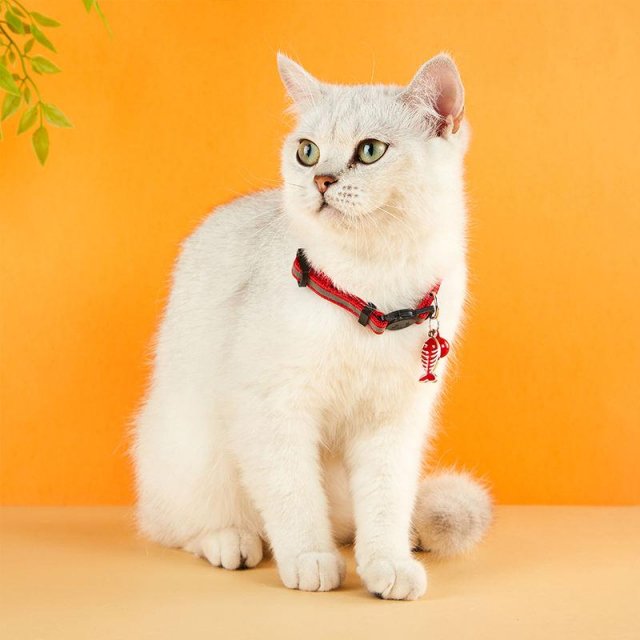 Madden Reflective Cat & Small Dog Collar - Adjustable with Bell, 8 Colors