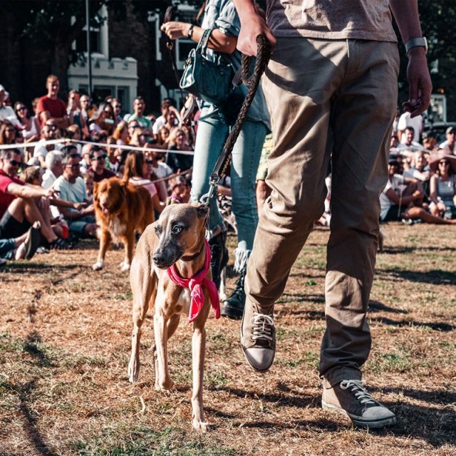 Strong Leather Dog Leash - Image 3