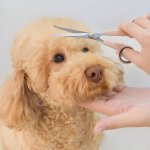 Stainless Steel Dog Grooming Scissors – Pet Hair Trimmer With Hand Protector 2 93Db3Ce940D3455160D57Abb7891A0E1.Jpg