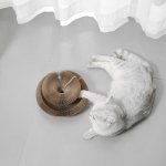 Interactive Claw Grinding Toy &Amp; Bed 2 Bdc0Eda07F9873D4235E3Ce95500944D.jpg