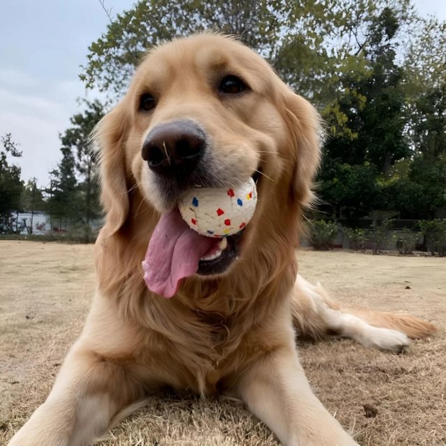 Bite Resistant Dog Ball - Image 4